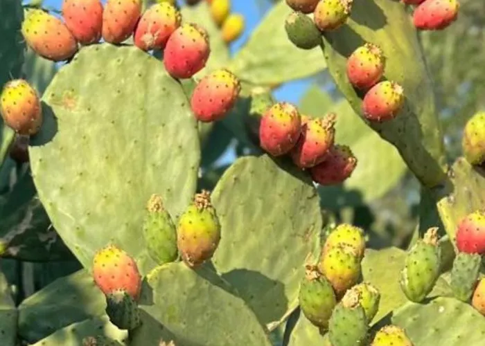 Trullo La Meringa, Charming In Σπίτι διακοπών Ostuni